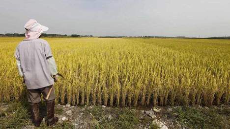 Une délégation de l’UE va évaluer la situation alimentaire en Corée du Nord